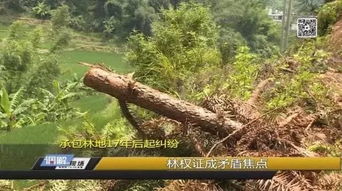 上杭一起村民林木采伐事件,引發對17年前承包合同的質疑