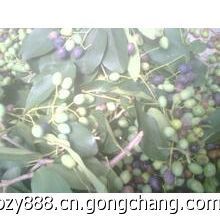 供應流蘇種子,批發(fā)流蘇種子,出售流蘇種子價格_農副產品_世界工廠網