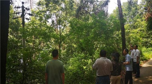 駐馬店市林業(yè)局組織審前聯(lián)合踏查 確保林木采伐審批精準高效