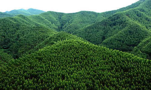 崇左寧明縣 六個著眼 做大做強林木產業(yè)