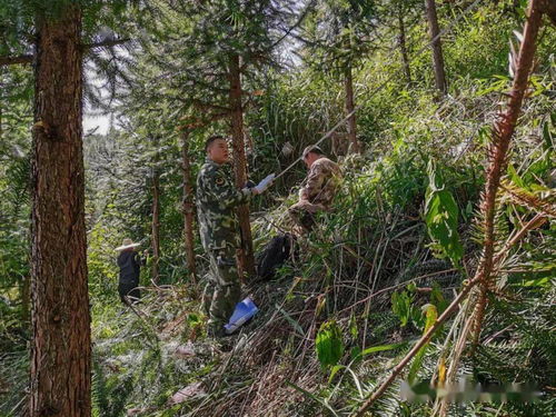 七坡與高樓山林場2.5萬畝合作林地林木外業(yè)評估調查圓滿完成