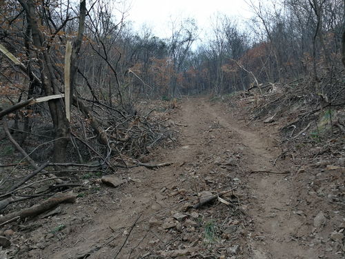 麻城森林公安成功偵破一起濫伐林木案 收繳林木20株涉案4萬元