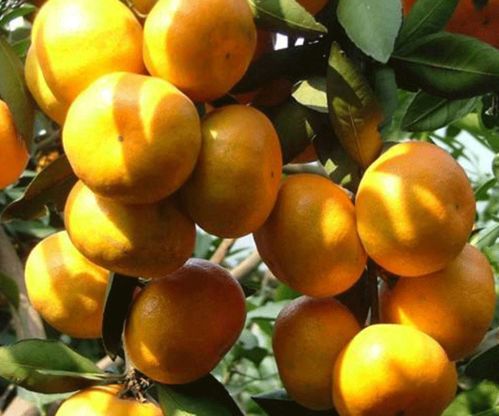 湘潭世紀紅美國糖橘種植基地詢問報價 湖南千思農(nóng)林