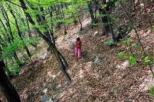 林木茂盛雙樓山 如夢如幻林中穿 隨太行群環(huán)穿內丘招乜雙樓山