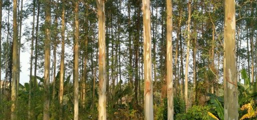 這種林木的生長(zhǎng)迅速、能快速產(chǎn)生效益,但想種植卻不易申請(qǐng)