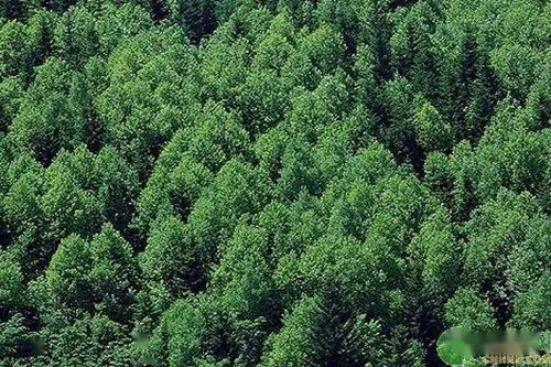 新森林法將于7月實(shí)施,具體有哪些新規(guī)定