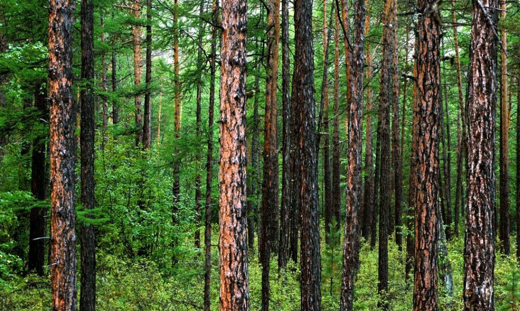 記憶封存的那片松樹林