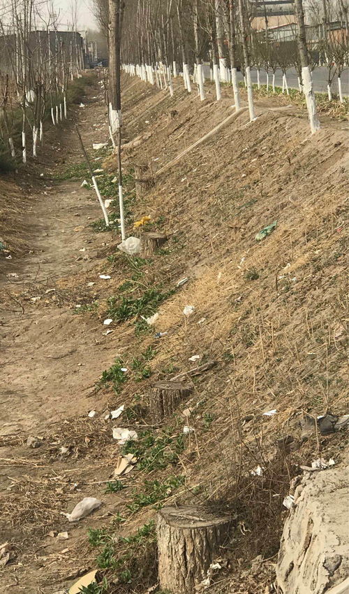 護(hù)路林木被盜伐 檢察建議促補(bǔ)種