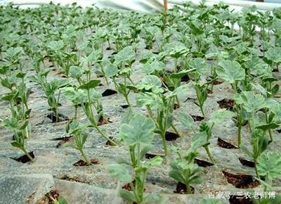 蔬菜培育新途徑 組織培養(yǎng)技術(shù)的應(yīng)用與管理優(yōu)化