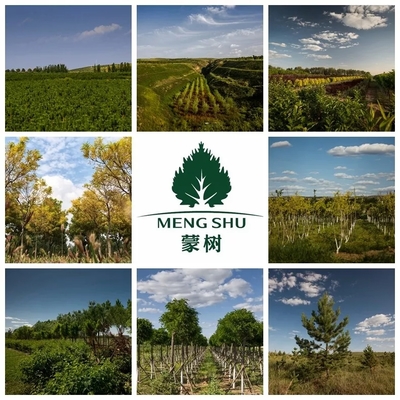 喜訊 | 蒙樹董事長兼總裁趙全生榮獲呼和浩特市優(yōu)秀民營企業(yè)家榮譽(yù)稱號(hào)