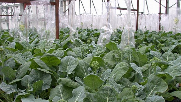 應(yīng)對(duì)‘蔬菜危機(jī)’，培育全年生長的西蘭花