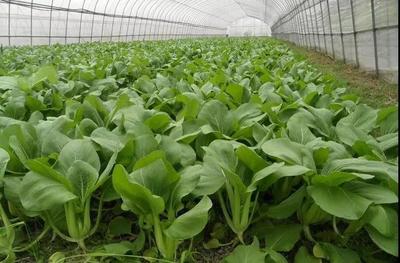 跨年寒潮沖擊下的民生 菜價(jià)上漲與防寒應(yīng)對(duì)