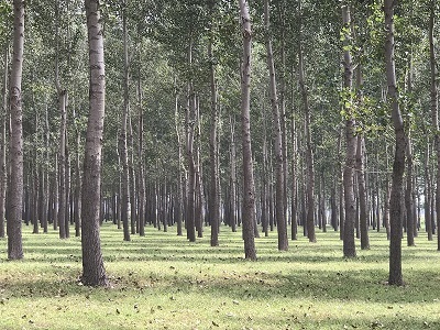 林地、林木、苗木、果樹技術鑒定與損害評估全解析
