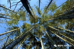 新西蘭經(jīng)濟林木輻射松及其花卉資源