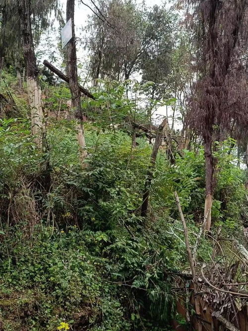 蓬安城區(qū)山林何以變身盆景？生態(tài)美學背后的治理邏輯