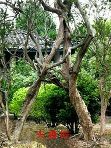 林木環(huán)繞撐天山 南部縣西河鄉(xiāng)村旅游專業(yè)合作社的綠色旅游發(fā)展之路