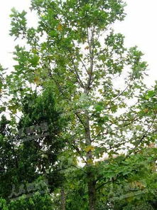 太空育種新篇章 三峽鵝掌楸搭乘神七開啟珍稀林木保護新征程