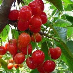 匠心傳承，綠意盎然 探訪山東泰安開發區森林木苗木中心盆景藝術